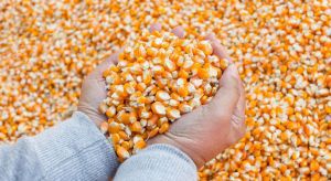 Takarmány Takarmány