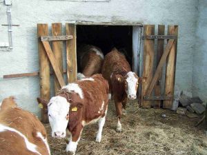 Magyar tarka Magyar tarka